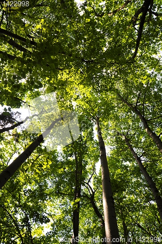 Image of trees in the woods