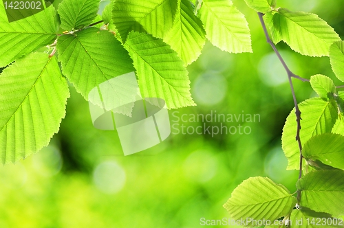 Image of green summer leaf