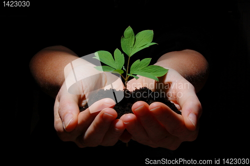 Image of young plant with soil in hands