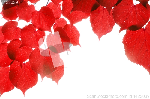 Image of red fall leaves