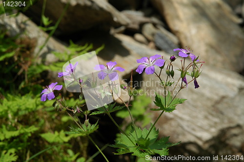 Image of Blue flower