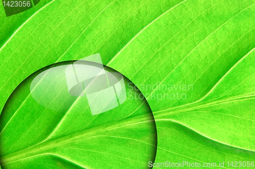 Image of green leaf with water drop
