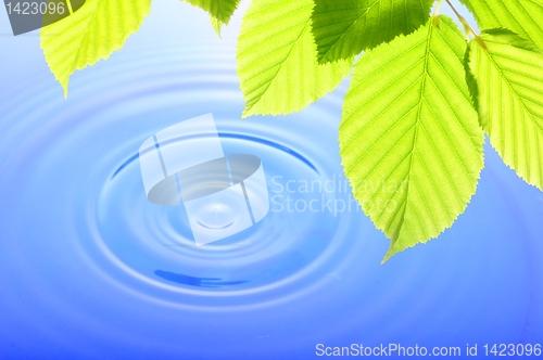 Image of green leaf and water drop