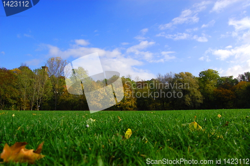 Image of autumnal forest un der blue sky