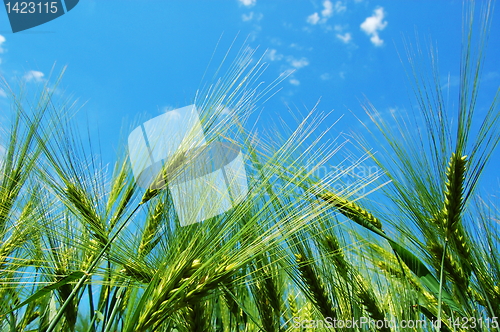 Image of wheat grain under blue sky