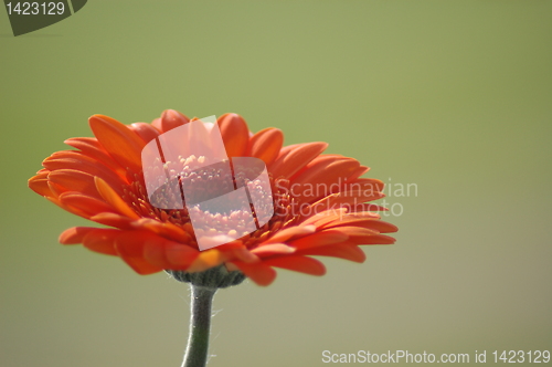 Image of derbera daisy