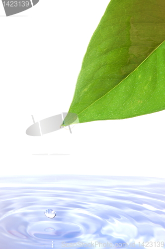 Image of leaf and water