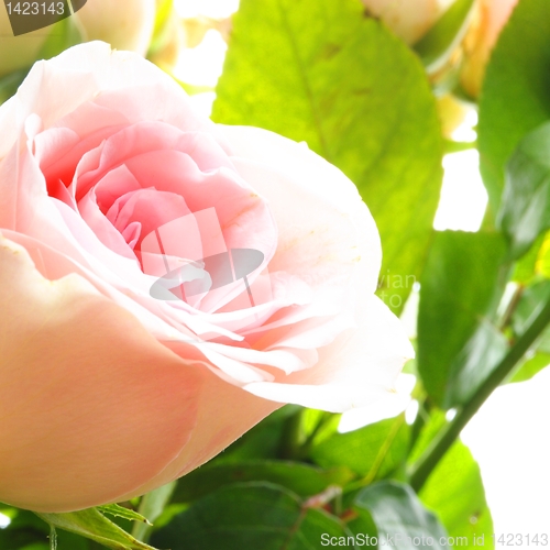 Image of rose flower