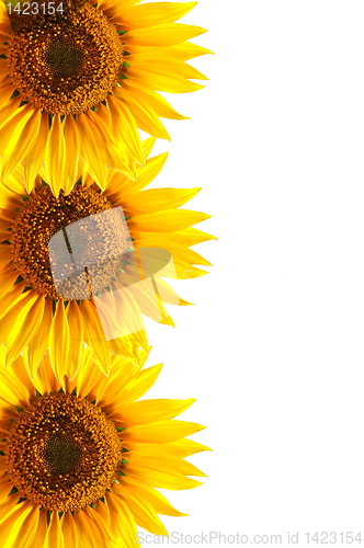 Image of sunflower