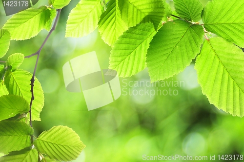 Image of green summer leaves