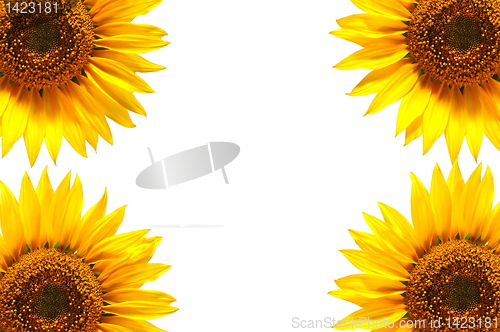 Image of sunflower background