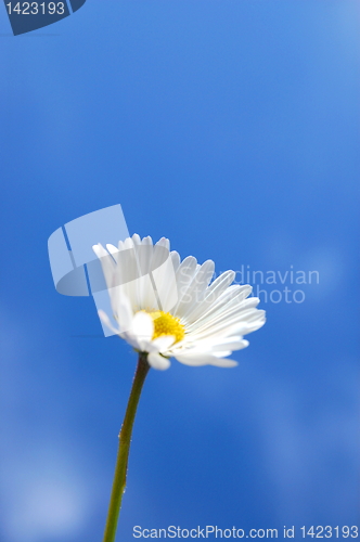 Image of daisy under blue spring sky