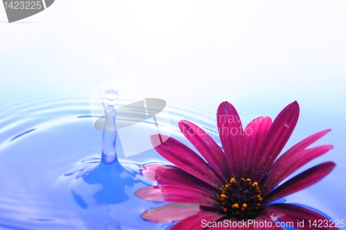 Image of flower in water