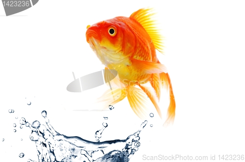 Image of goldfish