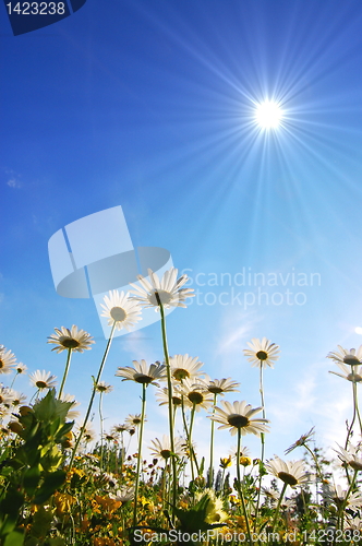 Image of daisy flower under blue sky