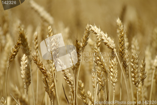 Image of wheat field