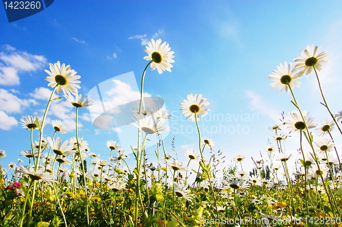 Image of flower in summer under blue sky