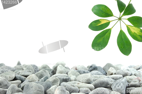 Image of stones and leaf
