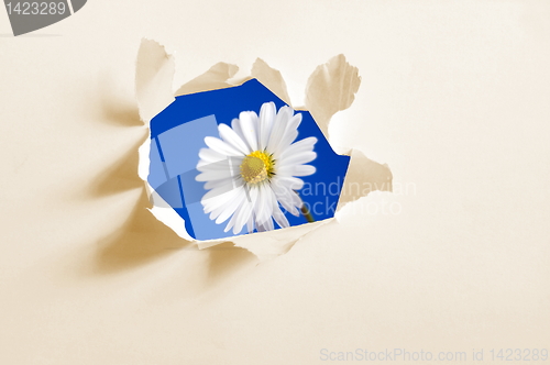 Image of flower behind hole in paper