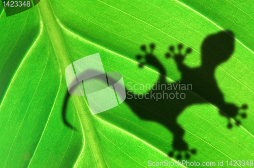 Image of green jungle leaf and gecko