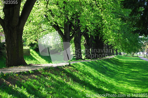 Image of summer tree alley