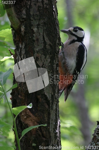 Image of Woodpecker