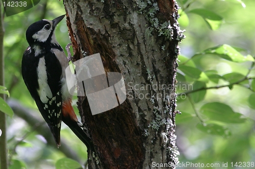 Image of Woodpecker