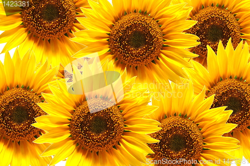 Image of sunflower