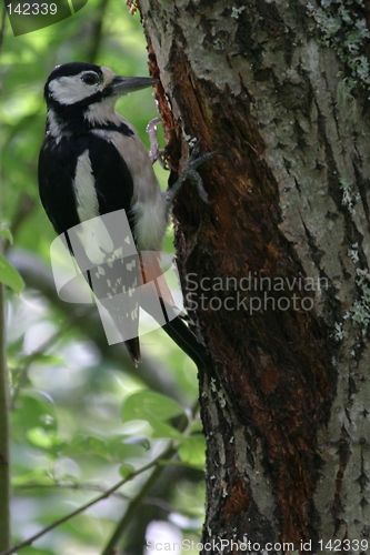 Image of Woodpecker