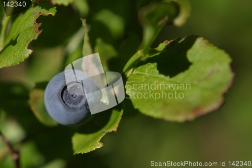 Image of Blueberry