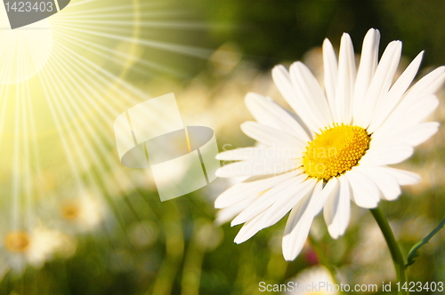 Image of flower and sun