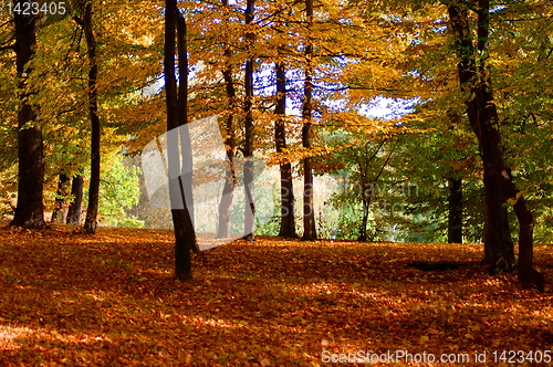 Image of forest and garden with golden leaves at fall