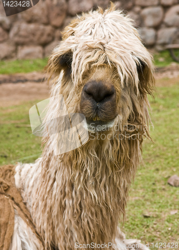 Image of Alpaca