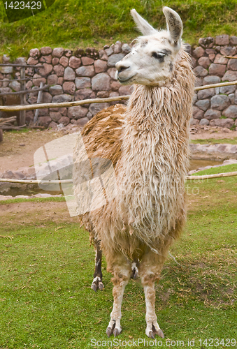 Image of Alpaca
