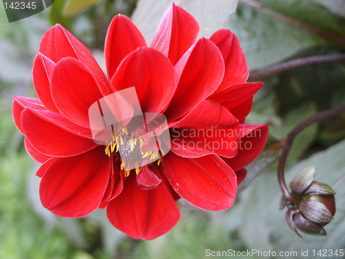 Image of Dahlia