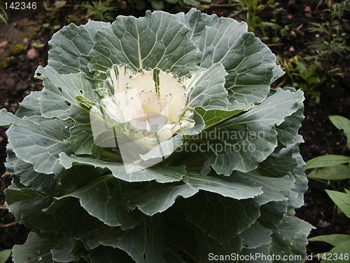 Image of Cabbage