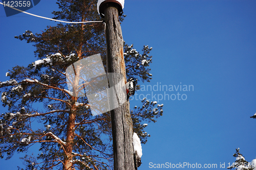 Image of Funny woodpecker