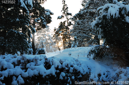 Image of Snow covered forest