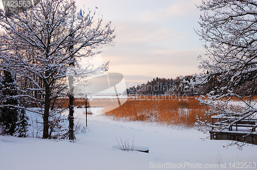 Image of Winter landscape with reed