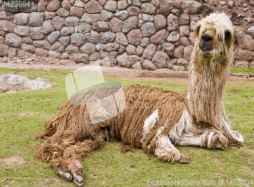 Image of Alpaca
