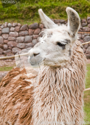 Image of Alpaca