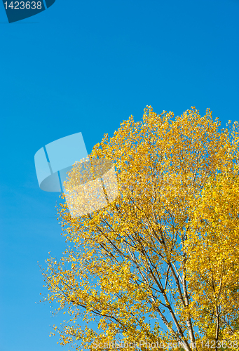 Image of Autumn backdrop