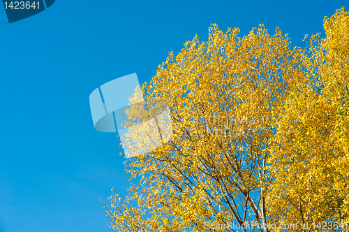 Image of Autumn backdrop