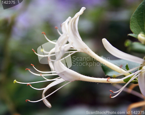 Image of Morrow's Honeysuckle (White)