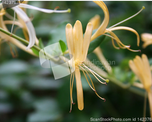 Image of Morrow's Honeysuckle (yellow)