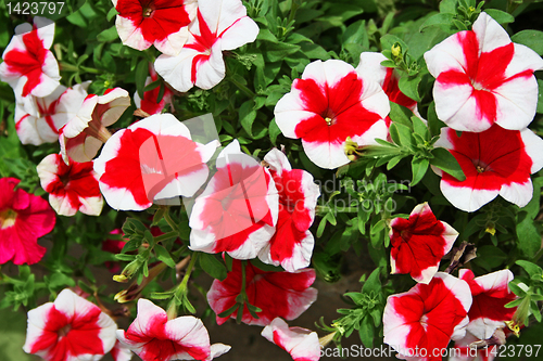 Image of  red flower close-ap 