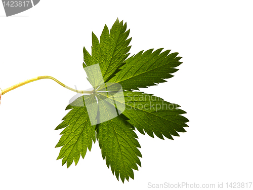 Image of  leaf isolated