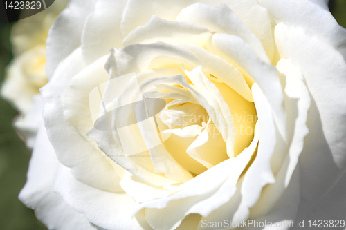 Image of white rose 