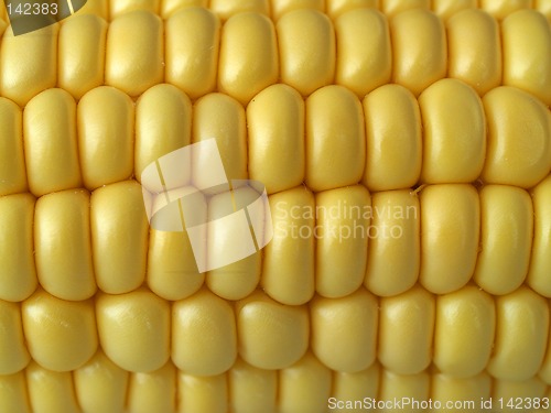 Image of Corn