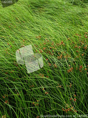 Image of Sea Grass